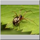 Linyphia hortensis - Baldachspinne w01.jpg